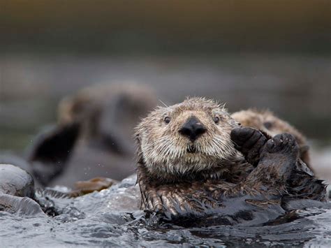 otter or mink|do otters kill mink.